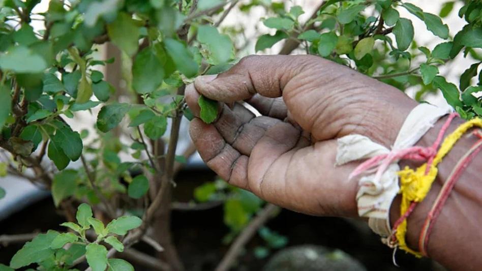 Tulsi Plant Rules to bring good luck at home