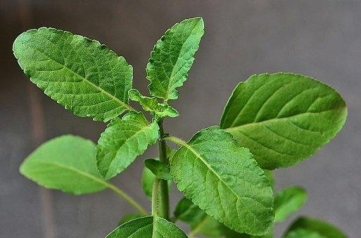 Tulsi Plant Rules to bring good luck at home