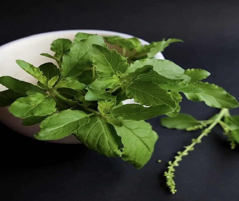 Uric Acid Control Remedies ইউরিক অ্যাসিডের সমস্যা সারায় তুলসী পাতা