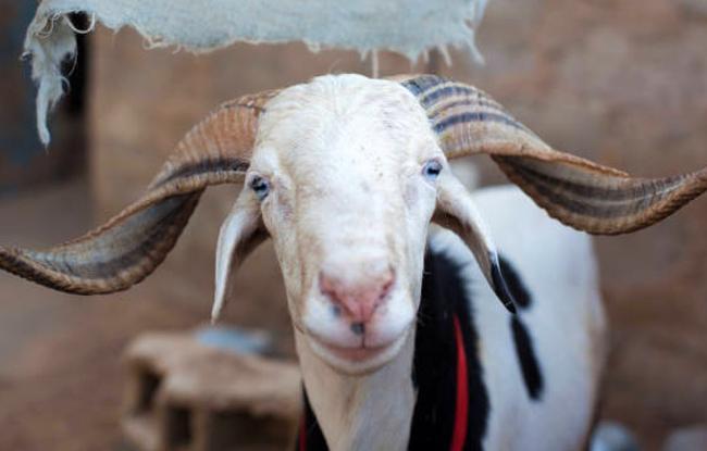 Eid al Adha 2022 messages 