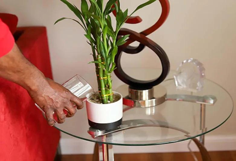 vastu tips in bengali best bamboo plant direction