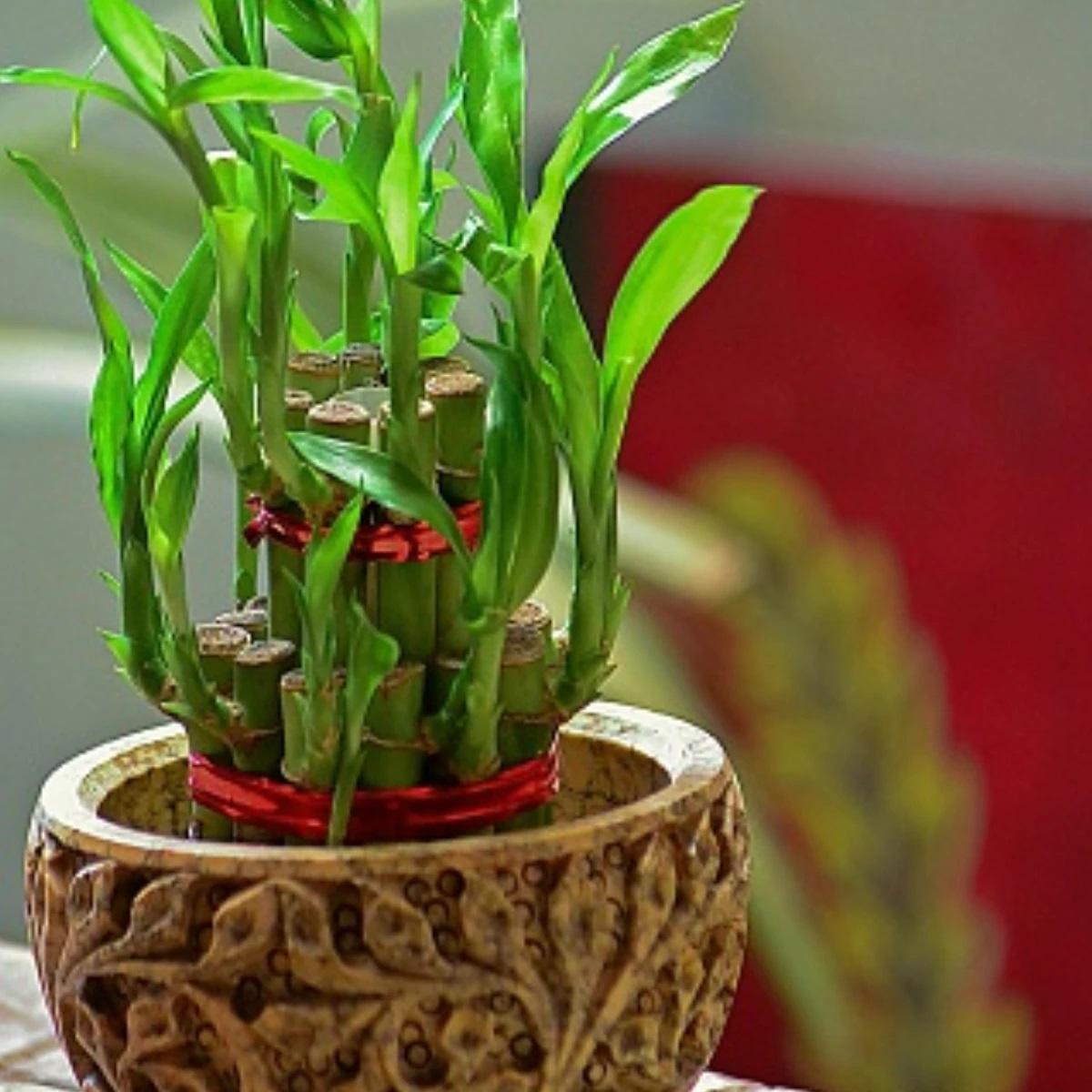 vastu tips in bengali best bamboo plant direction