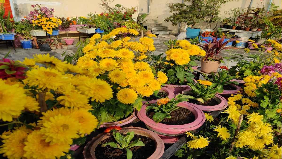 एक हजार स्क्वायर के एरिया में लगाए गए  फल,फूल और सब्जी 