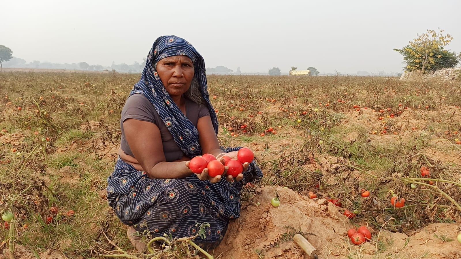 tomato farming
