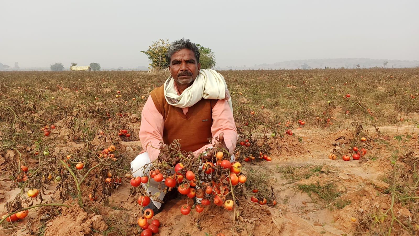 tomato farming