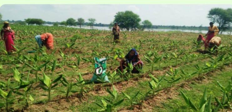 छत्तीसगढ़ में मसालों की खेती को बढ़ावा