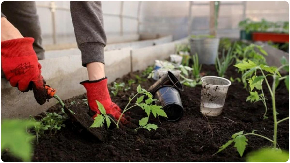 The Sound Of Plants