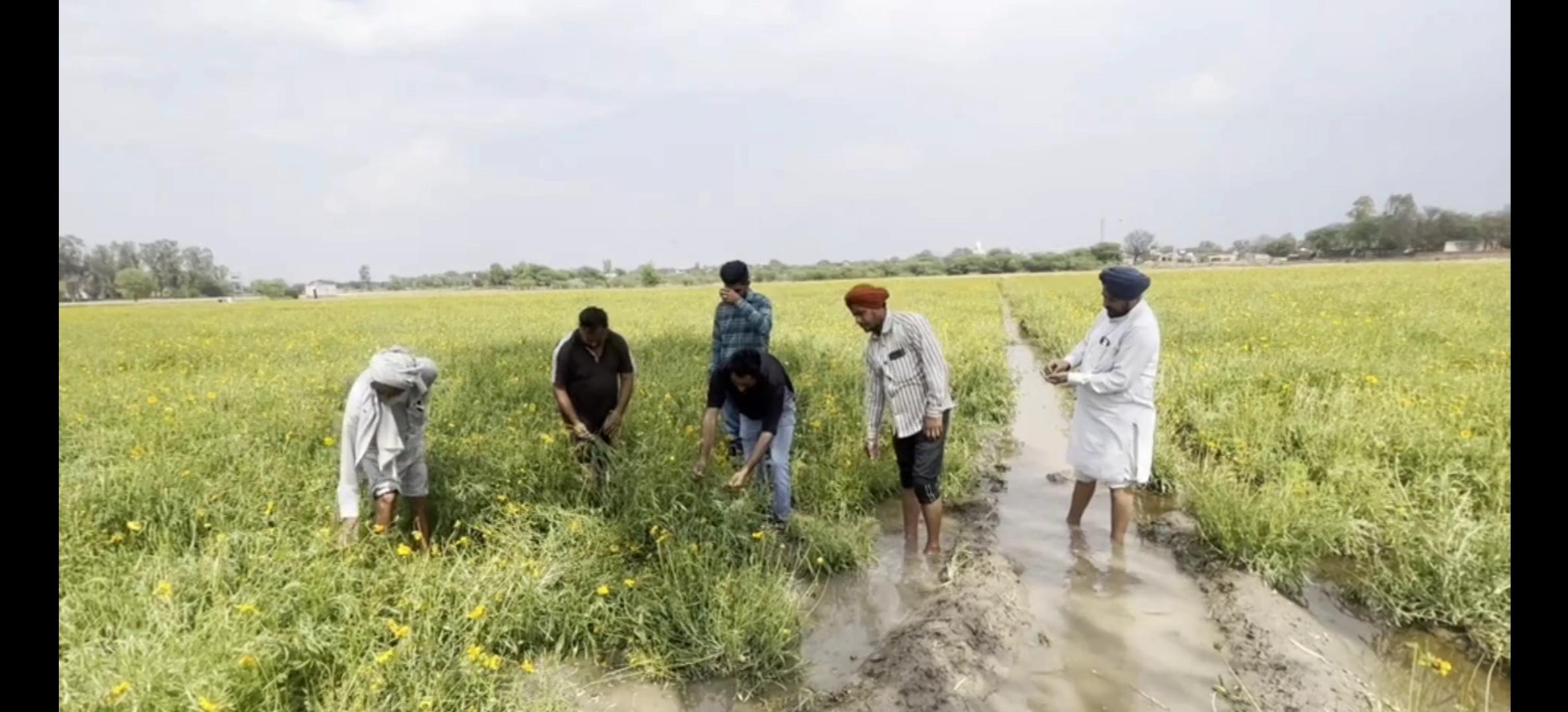 sangrur flower farming