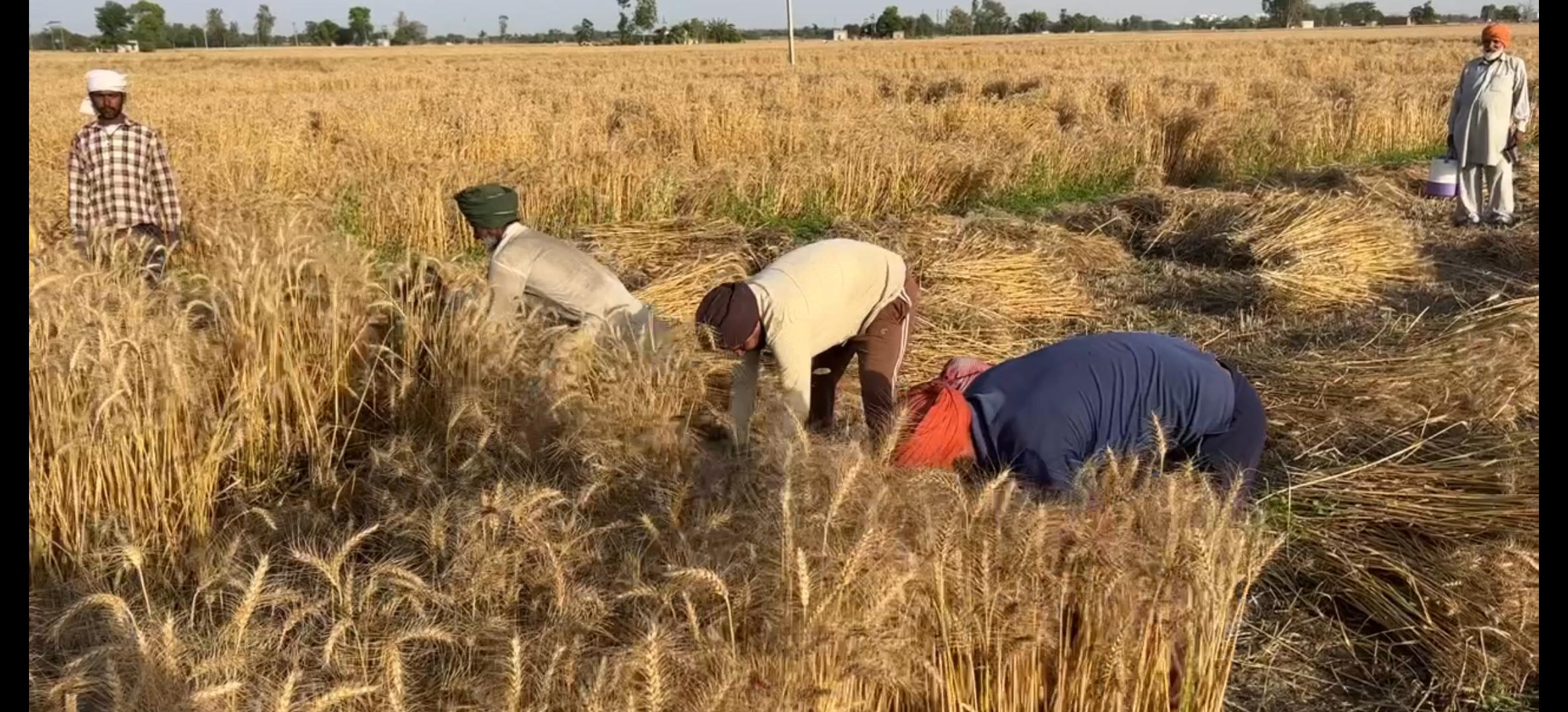 wheat harvesting
