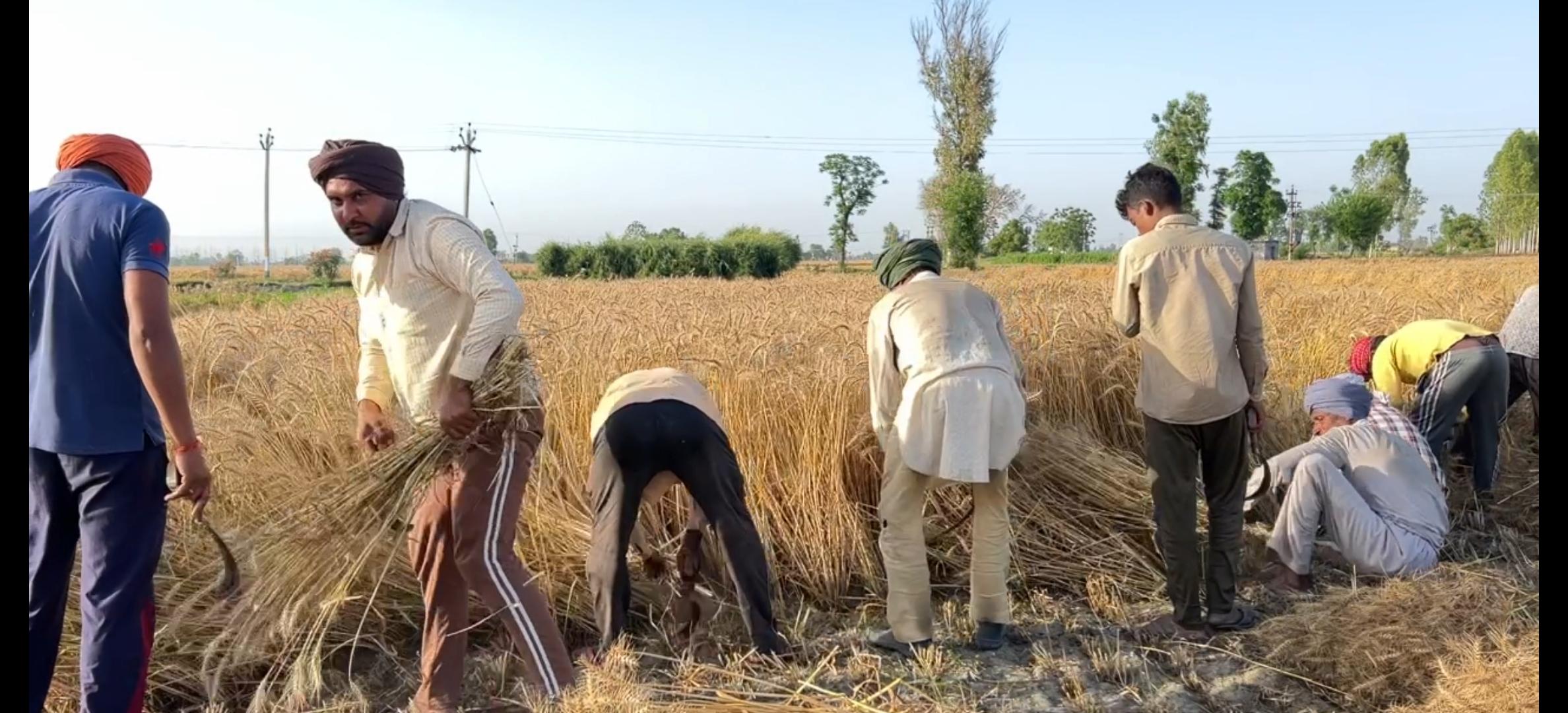 wheat harvesting