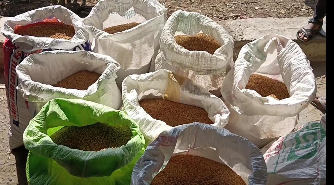 sharbati wheat