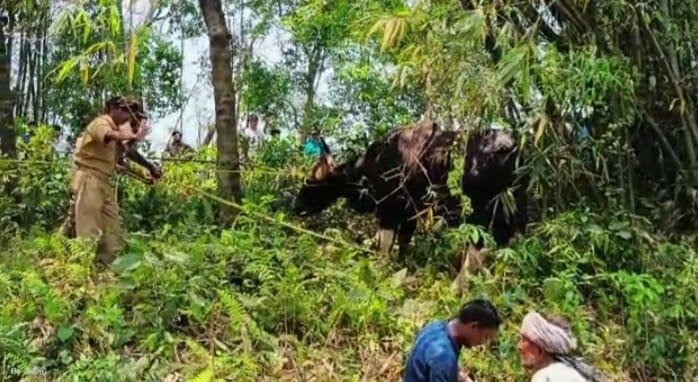 কোচবিহারে লোকালয়ে বাইসনের তাণ্ডব, মৃত ১; আহত একাধিক