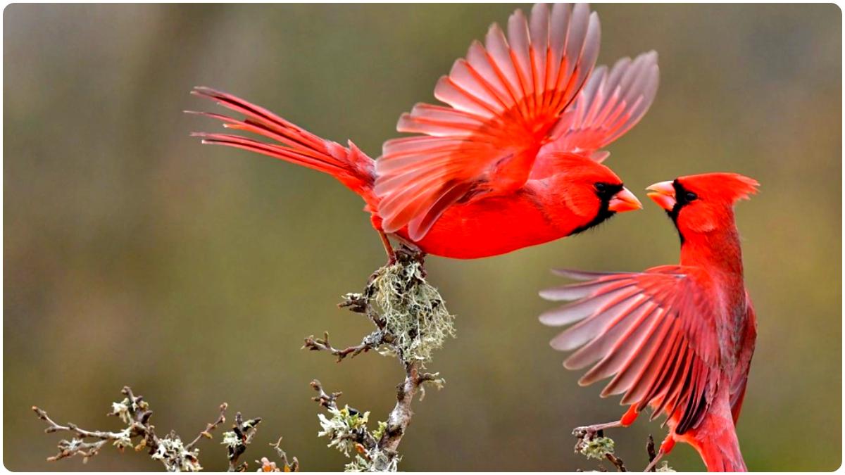 Birds Divorce Each Other