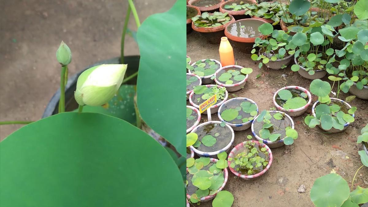 গামলায় পদ্ম ফুল