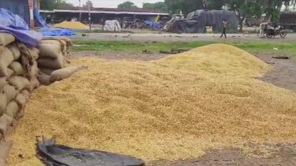 मंडी में रखा हुआ मक्का