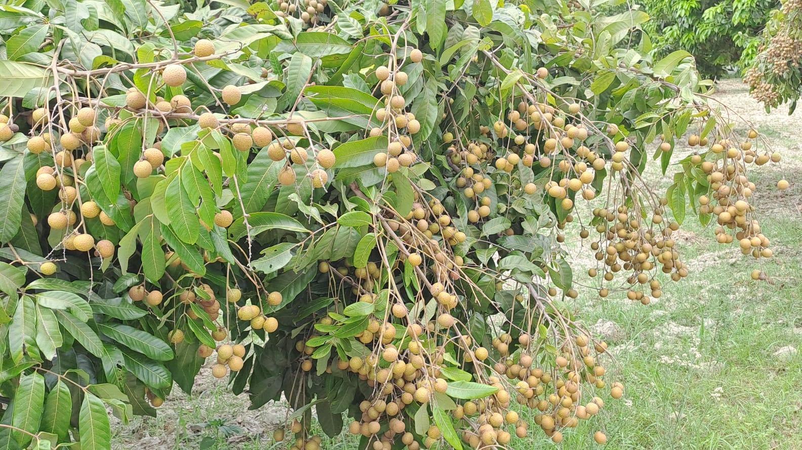 लौंगन की बागवानी