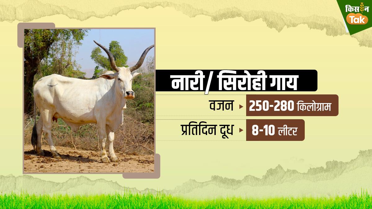 नारी/सिरोही गाय की पहचान और विशेषताएं