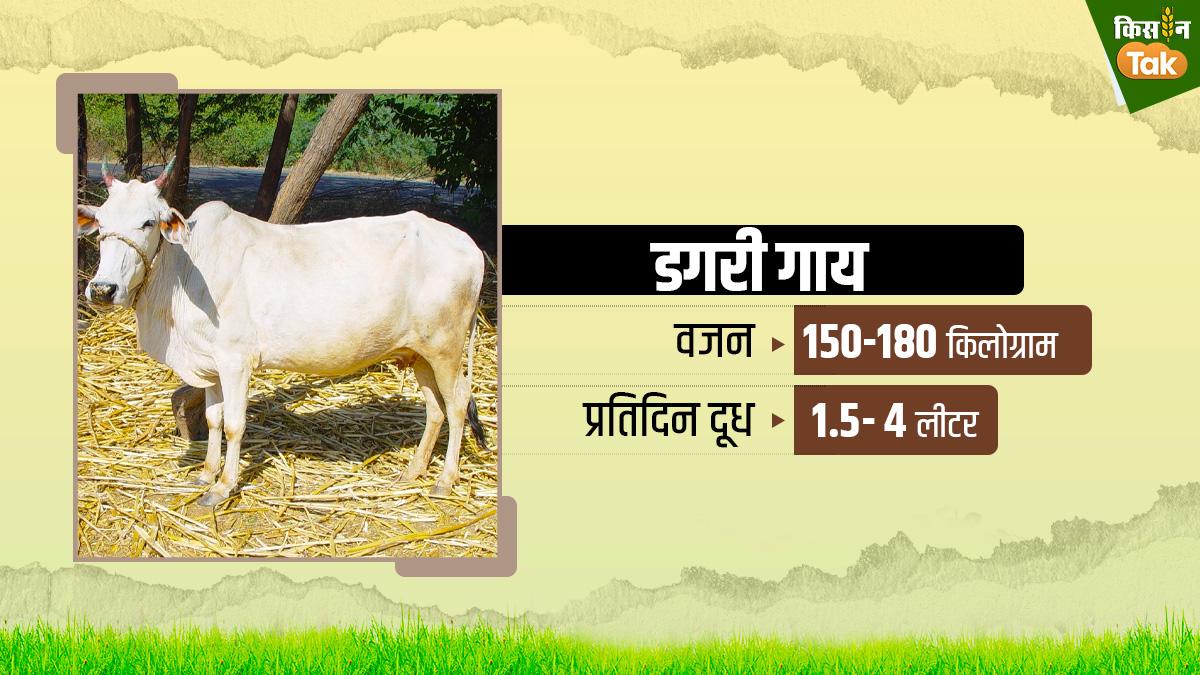 डगरी गाय की पहचान और विशेषताएं