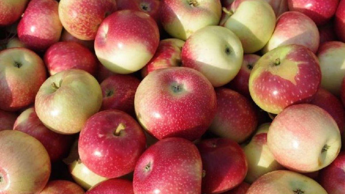 बारिश की वजह से सेब के कीमत 20 से 30% बढ़ सकती हैं