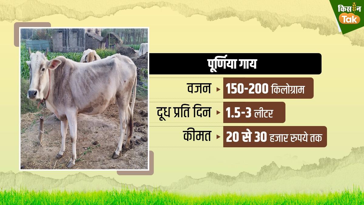 पूर्णिया गाय की पहचान और विशेषताएं