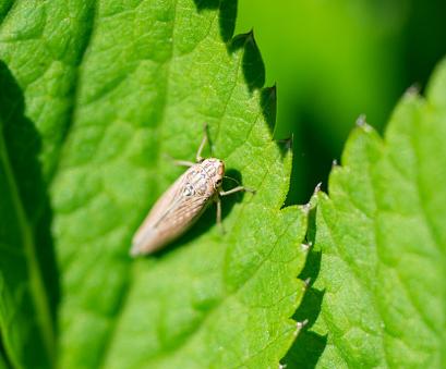Green Leaf Hoppers insects removal tips