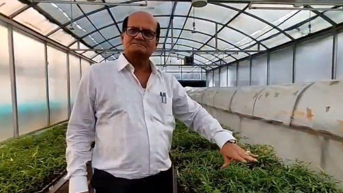 भागलपुर प्लांट टिश्यू कल्चर लैब में मीठा बांस सहित अन्य बांस के पौधे व्यावसायिक दृष्टि पर तैयार किए जा रहे हैं. फोटो-किसान तक