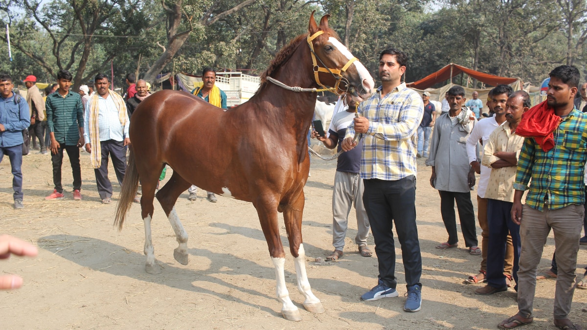 सोनपुर मेला मौर्य काल से हाथी-घोड़ों की बिक्री के लिए मशहूर है