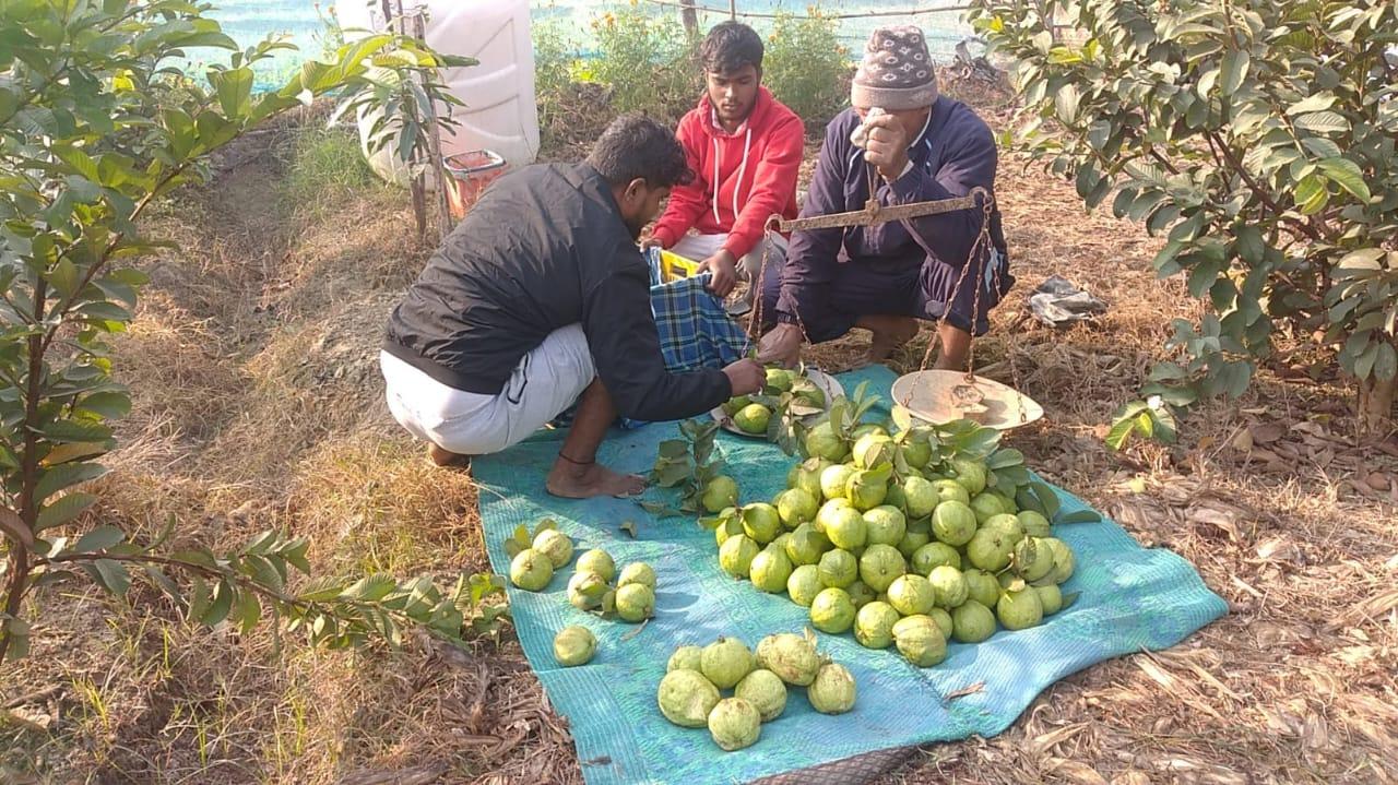 ताइवान पिंक अमरूद में काफी मिठास होती है.