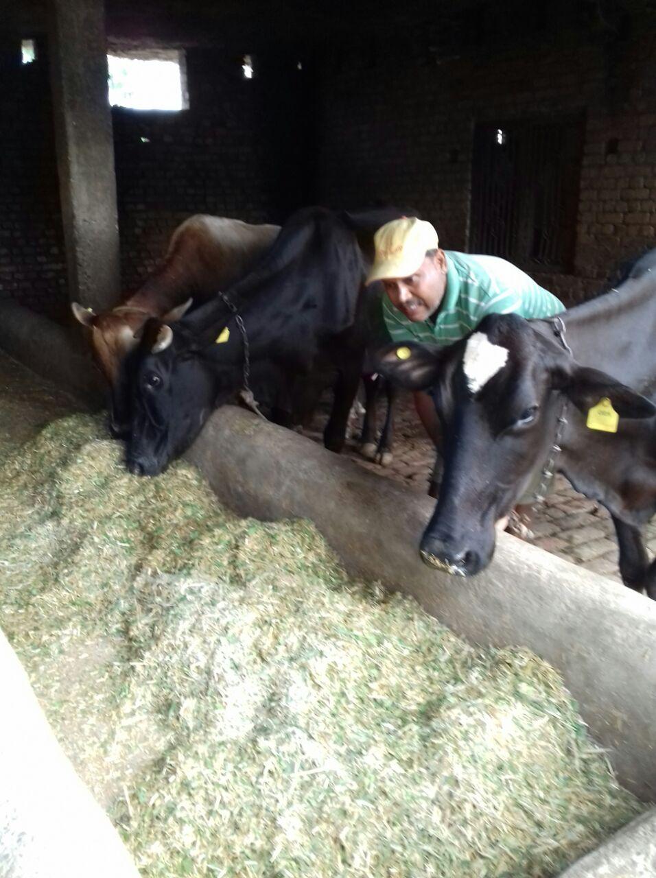 डेयरी फार्मिंग के लिए शरद ने 20 देसी गाय पाल रखे हैं.