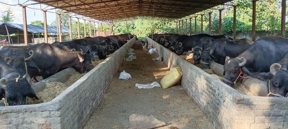 गोशाला में 40 के करीब भैंस