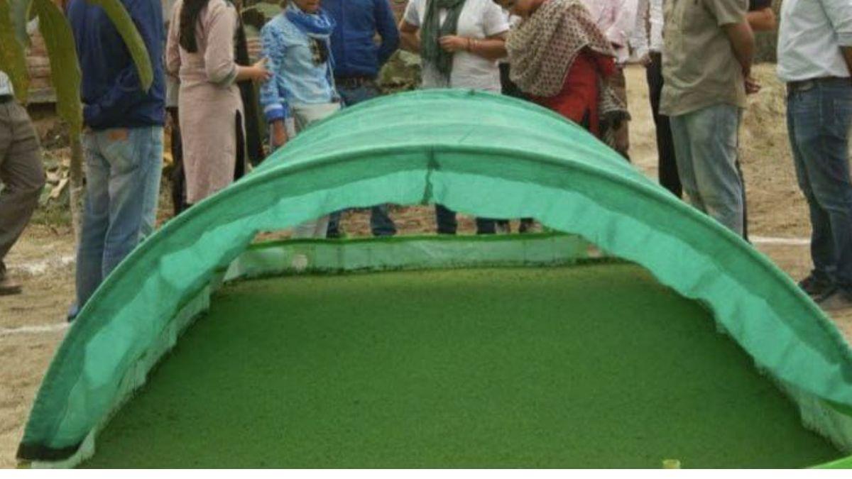 एचडीपीई बेड मेंअजोला उत्पादन,