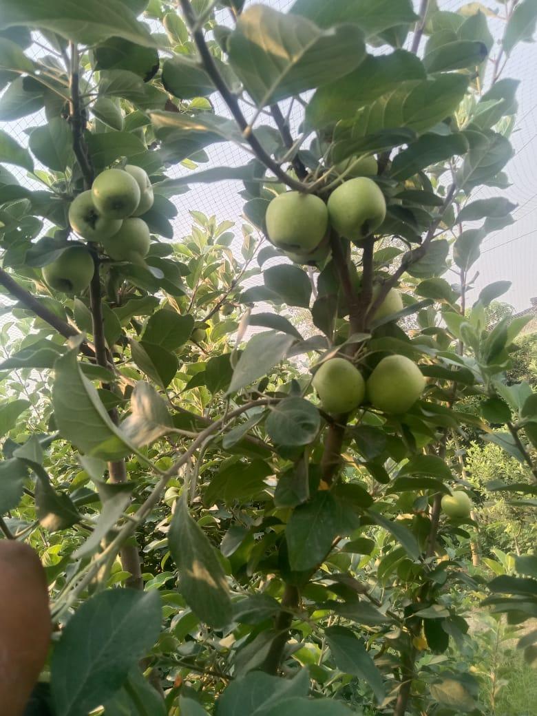 50 डिग्री तापमान में होगी सेब की पैदावार