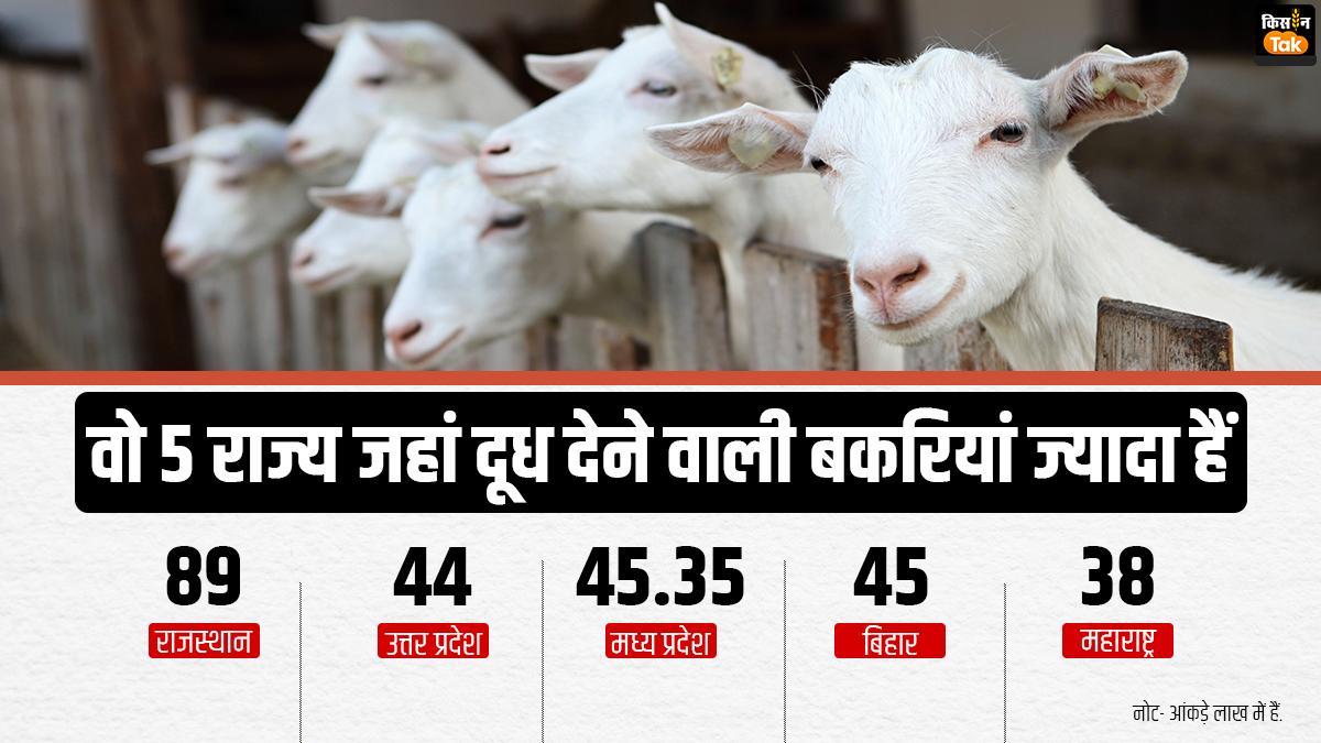 देश के इन 5 राज्यों में सबसे ज्यादा हैं दूध देने वाली बकरियां.