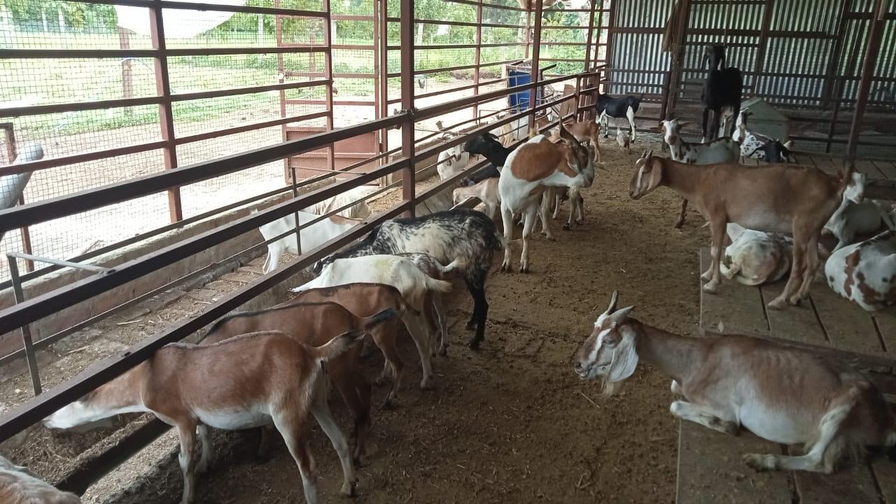 निशिकांत सिंह के पास करीब सौ से अधिक बकरी है. 
