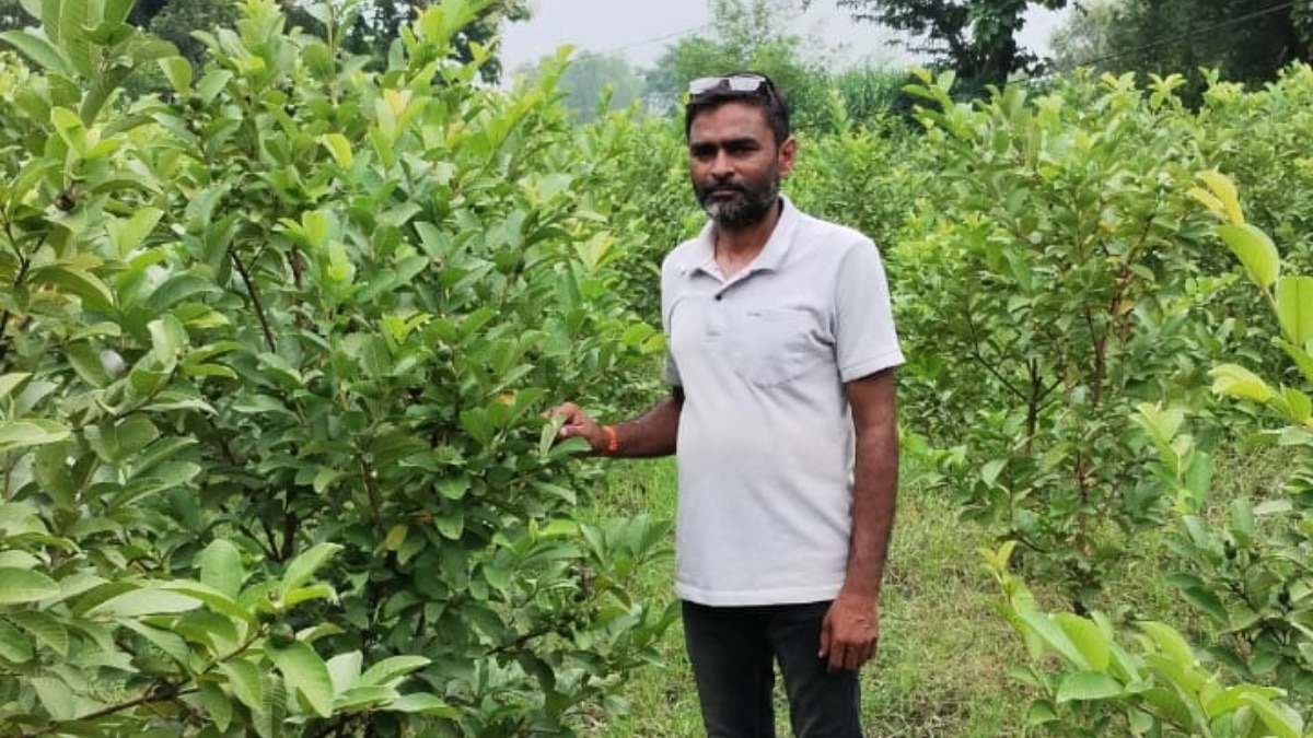 किसान राजेश वर्मा ने बताया कि अमरूद की मार्केट में बेहद डिमांड होती है.