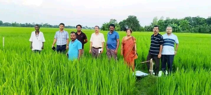 লাটাগুড়ি-গরুমারা পর্যটনকেন্দ্রের কাছে ক্রান্তিতে পরীক্ষামূলকভাবে চাষ করা হচ্ছে এই ধানগুলি।