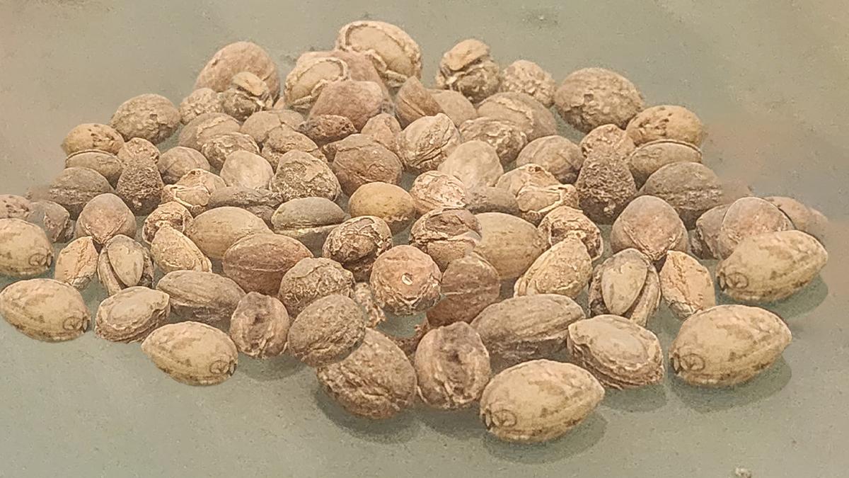 चिरौंजी जैसे दिखने वाला ये हैं छोटे हरड़ के जीवाश्म. छोटे हरड़ को आयुर्वेद में मां समान माना गया है