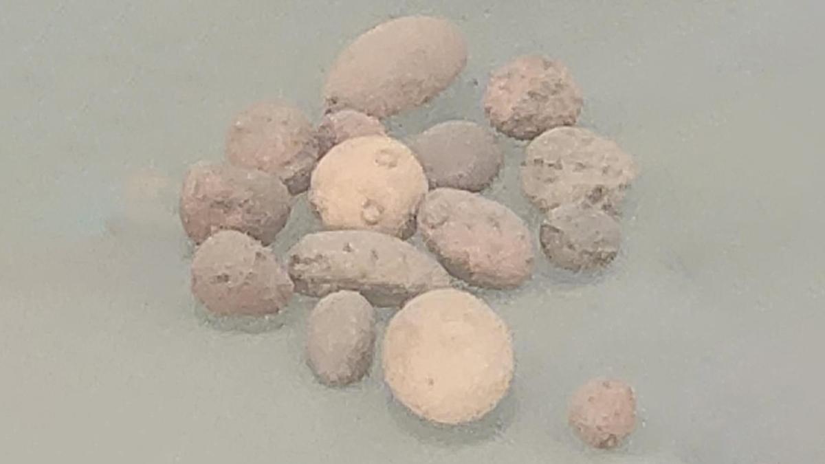 चिरौंजी के जीवाश्म बन चुके छोटे बीज