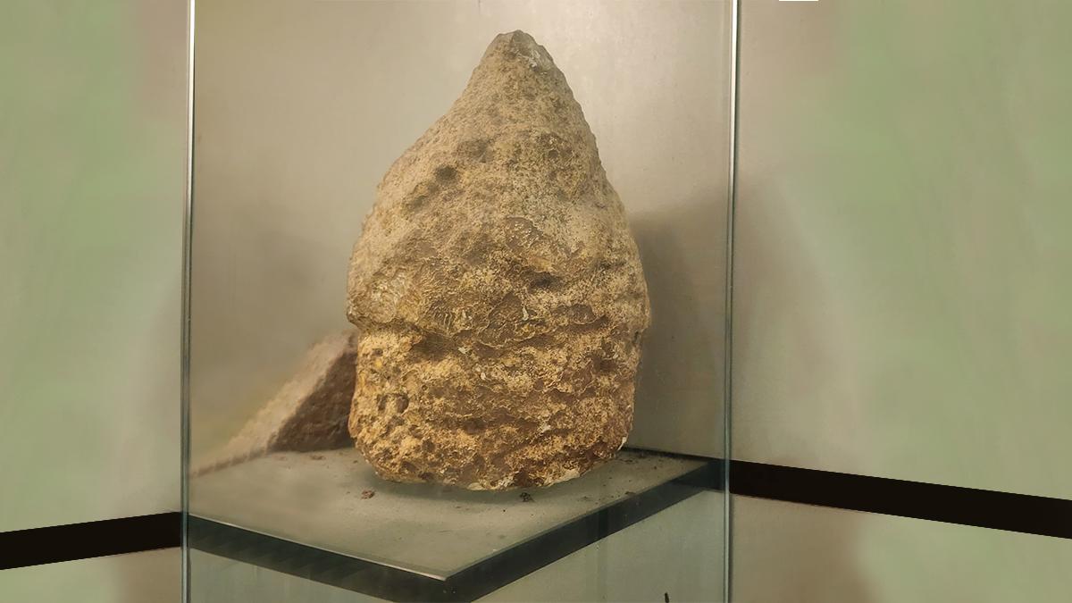 नारियल का जीवाश्म