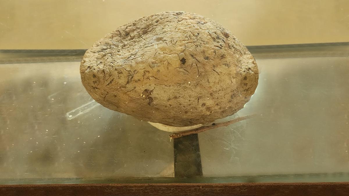 घुघुवा राष्ट्रीय जीवाश्म उद्यान में प्रदर्शित पत्थर बन चुका डायनासोर का अंडा सबको आश्चर्य में डाल देता है