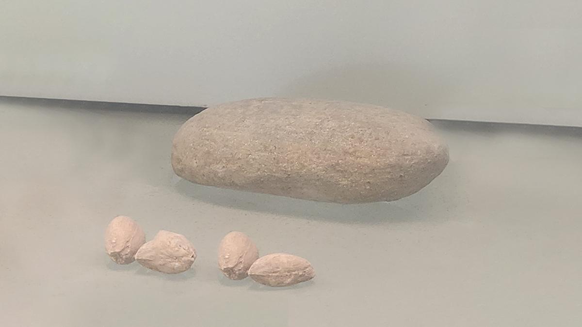 आम का यह जीवाश्म बताता है कि यह सबसे पुराने फलों में एक है यानि फलों का राजा