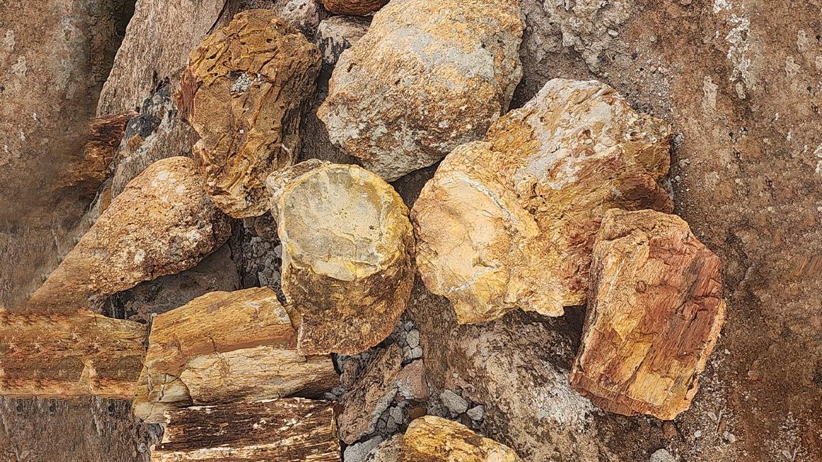 इन तनों के जीवाश्म को करीब से देखने से अंदाज लगाया जा सकता है कि हजारों साल पहले धरती के इस भूभाग पर क्या हुआ होगा?