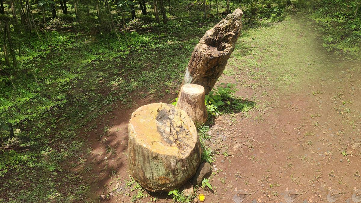 इन तनों के जीवाश्म को छूकर देखने से समय का गहन बोध होता है