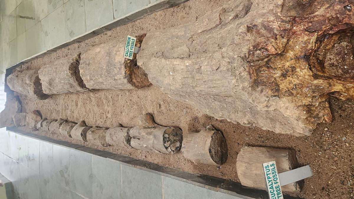 घुघुवा में यूकेलिप्टस के वृक्ष का इतना विशाल जीवाश्म देखना रोमांचक है