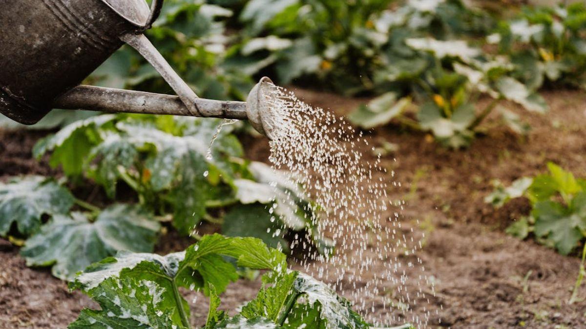 irrigation