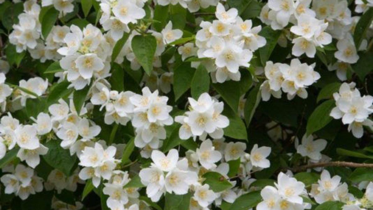 jasmine