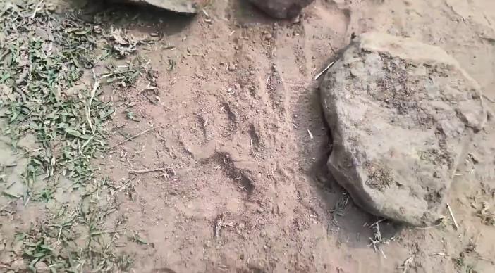 বাঘের পায়ের ছাপ মিলল পুরুলিয়ার জঙ্গলে -- নিজস্ব চিত্র