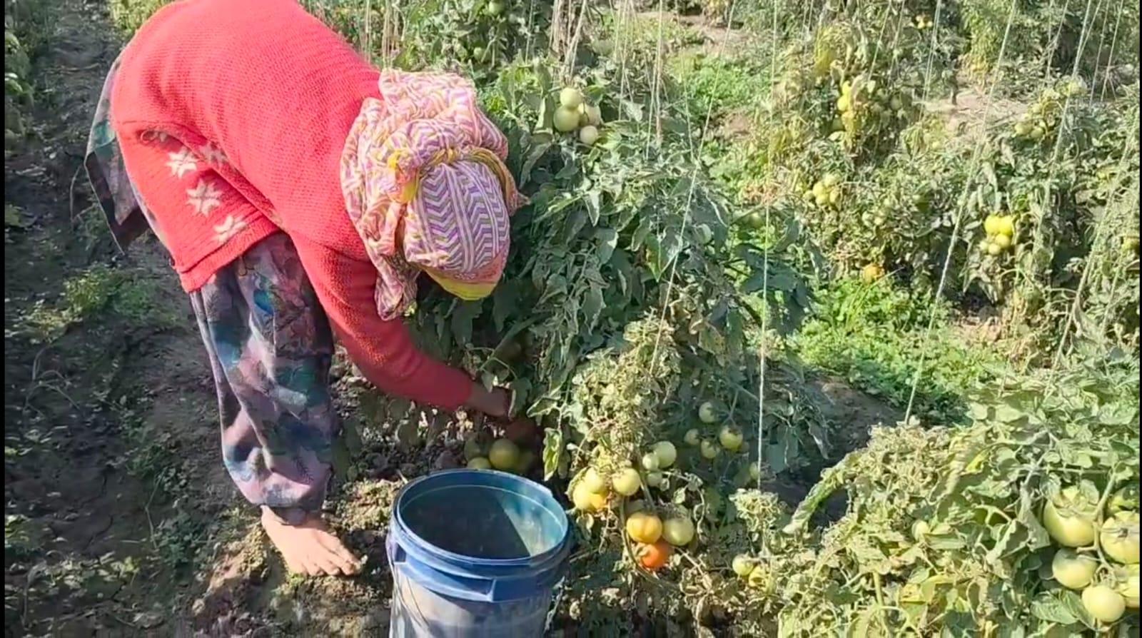 tomato farming