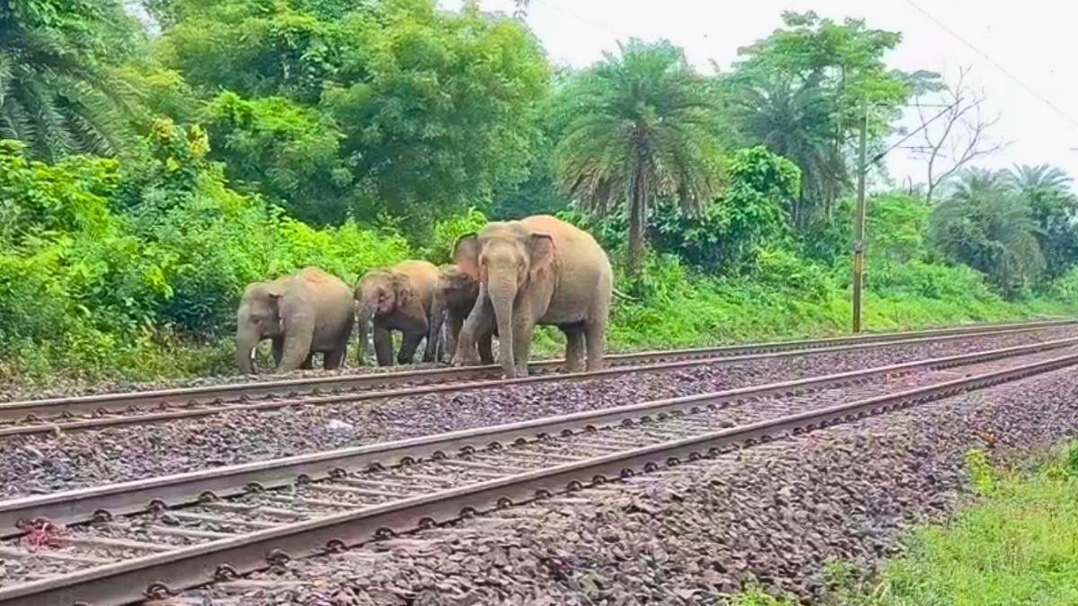 ঝাড়গ্রামে ট্রেন দুর্ঘটনায় তিনটি হাতির মৃত্যু।