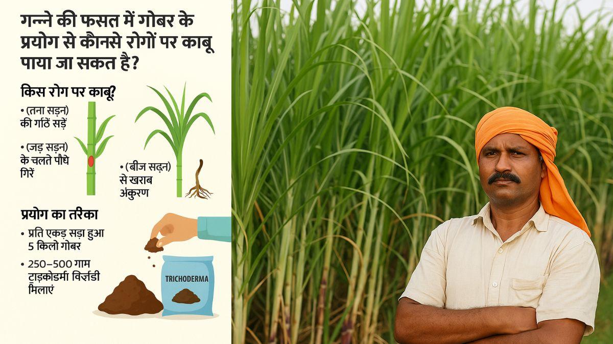 Sugarcane Disease Treatment
